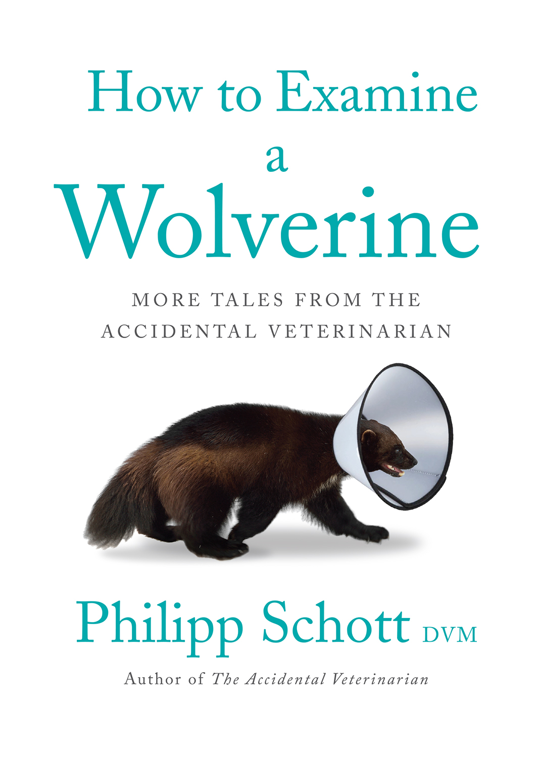 How To Examine A Wolverine Philipp Schott Dvm