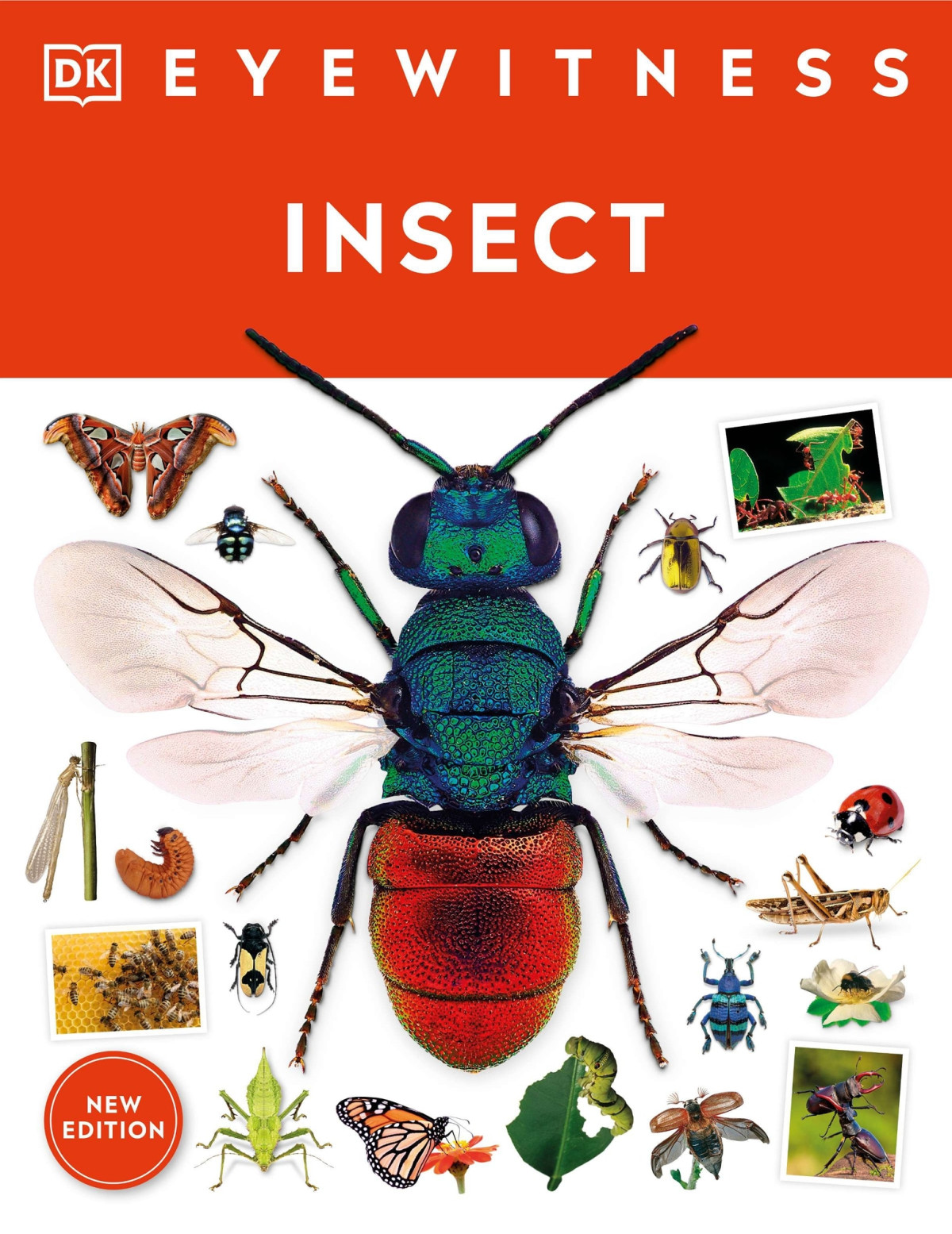 Insect Dk Eyewitness New Edition Dorling Kindersley