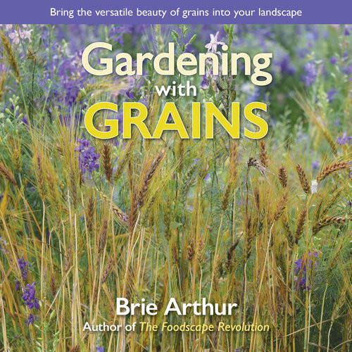 Gardening With Grains Bring The Versatile Beauty Of Grains To Your Edible Landscape Brie Arthur