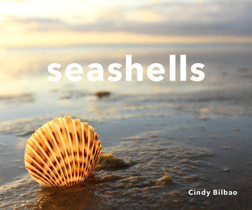Seashells Cindy Bilbao