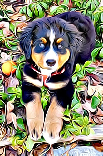 Izzy The Bernese Mountain Dog Anthony Barbera
