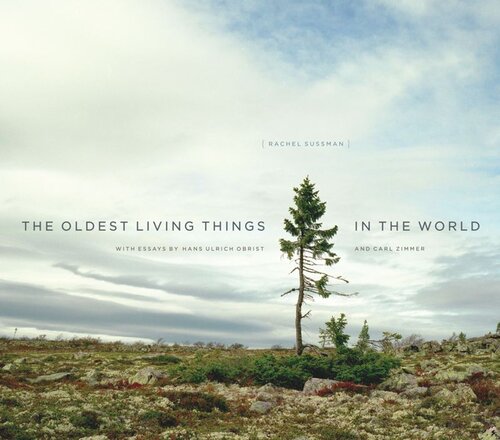 The Oldest Living Things In The World Rachel Sussman Carl Zimmer Hans Ulrich Obrist