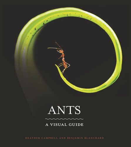Ants A Visual Guide Heather Campbell Benjamin Blanchard