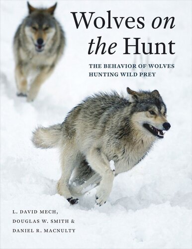 Wolves On The Hunt The Behavior Of Wolves Hunting Wild Prey L David Mech Douglas W Smith Daniel R Macnulty