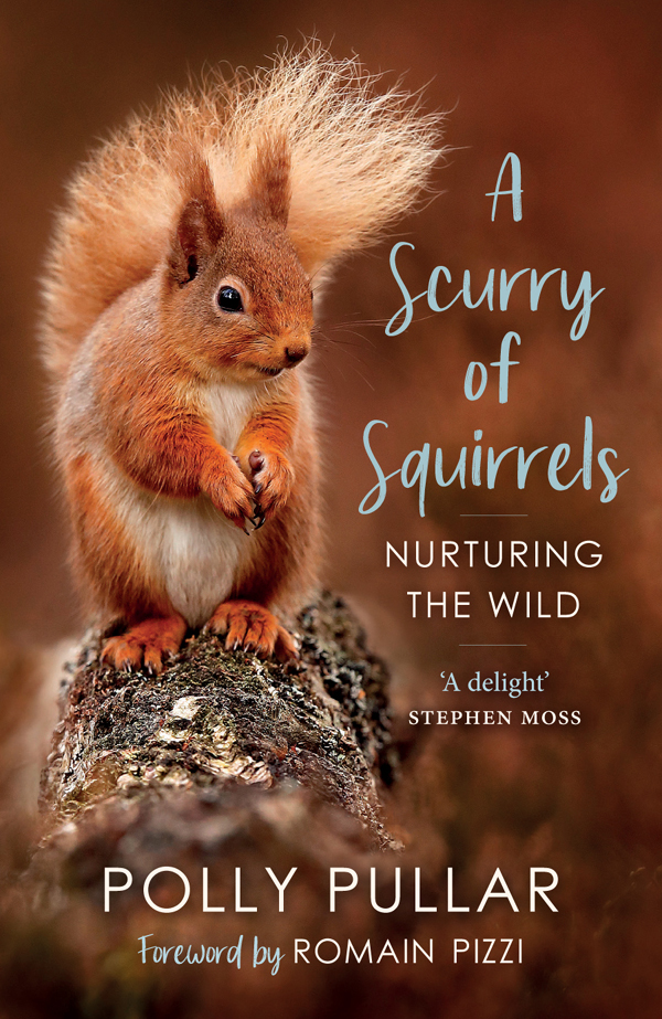 A Scurry Of Squirrels Nurturing The Wild Polly Pullar