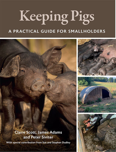 Keeping Pigs A Practical Guide For Smallholders Claire Scott
