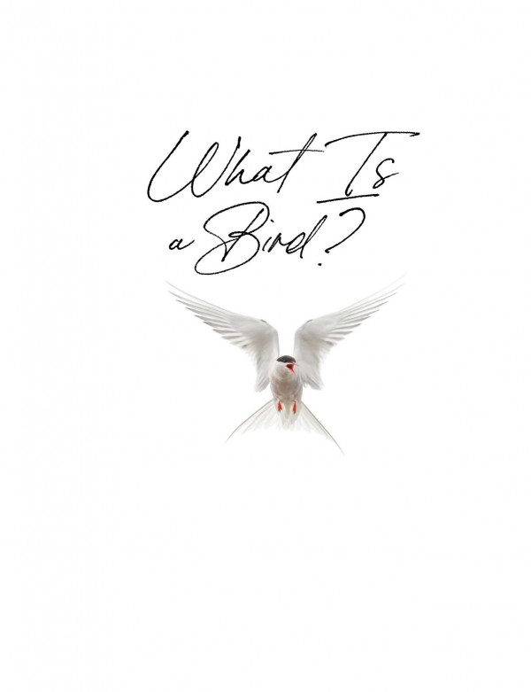 What Is A Bird An Exploration Of Anatomy Physiology Behavior And Ecology