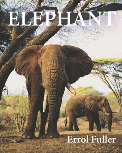 Elephant Errol Fuller