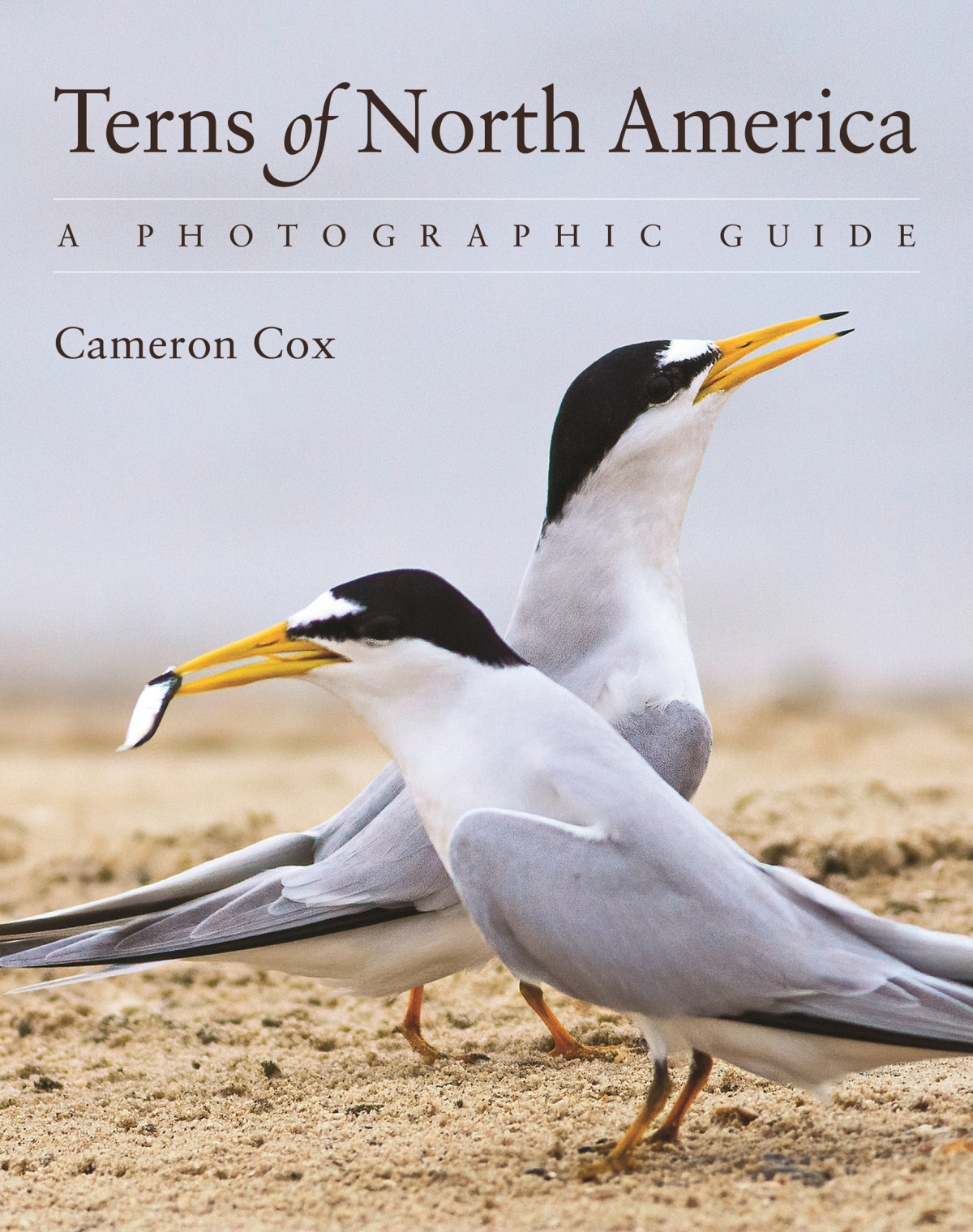 Terns Of North America A Photographic Guide Cameron Cox
