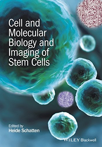 Cell And Molecular Biology And Imaging Of Stem Cells 1st Edition Heide Schatten