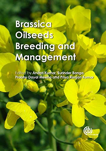 Brassica Oilseeds Breeding And Management Banga Surinder S Kumar