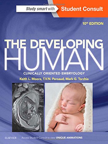 The Developing Human Clinically Oriented Embryology 10th Edition 10th Edition Keith L Moore