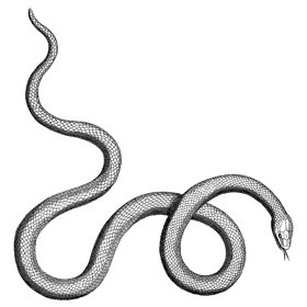 Venomous As A Snake Society Of Shifters Mf Adele