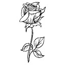 Wild Rose A Standalone Reverse Harem Paranormal Romance Michaela Haze