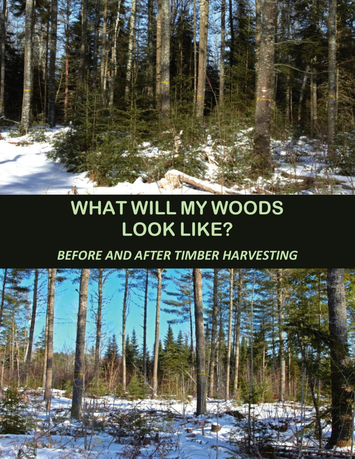 What Will My Woods Look Like Before And After Timber Harvesting Maine Forest Service