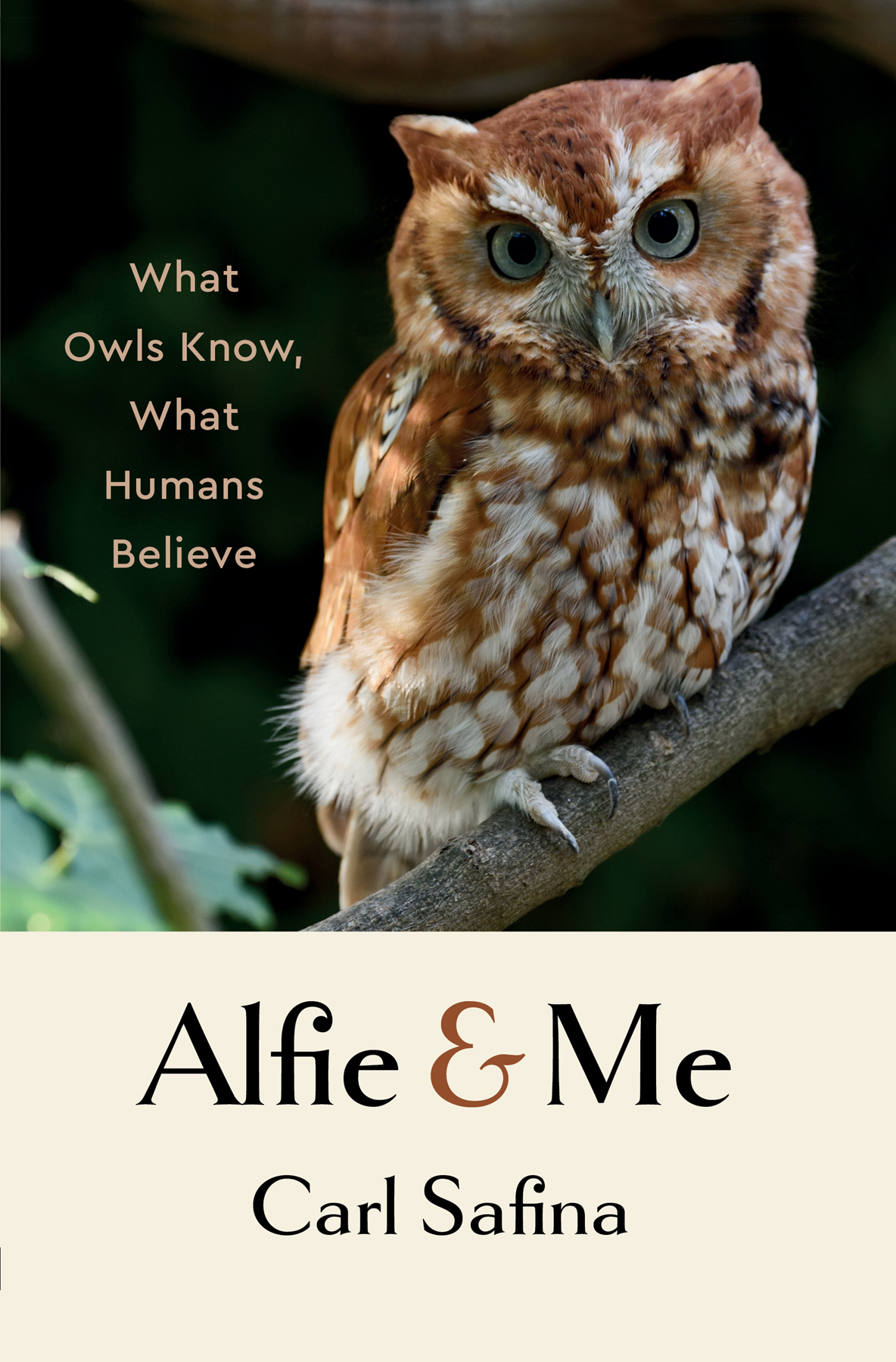 Alfie And Me What Owls Know What Humans Believe Carl Safina