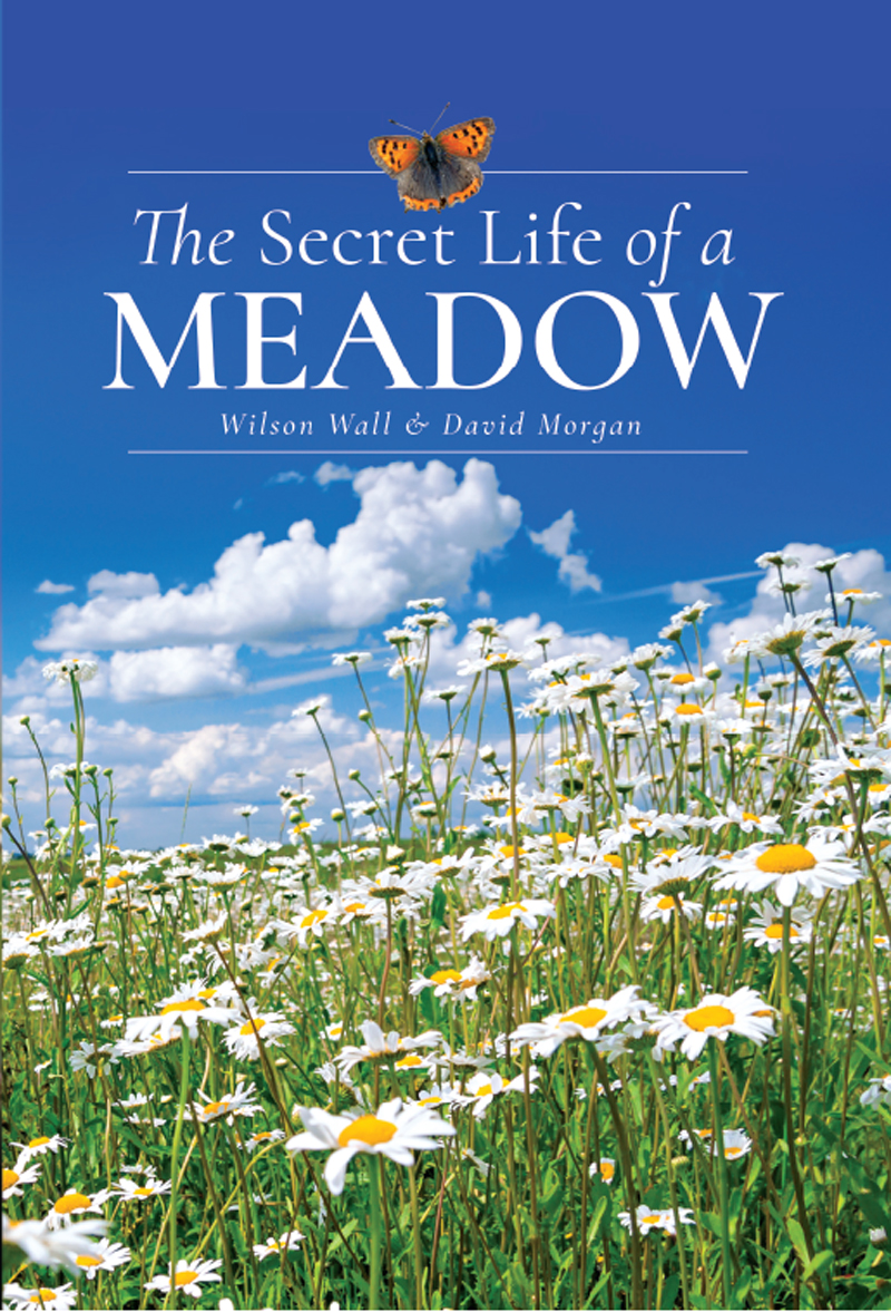 The Secret Life Of A Meadow Wilson Walldavid Morgan David Morgan