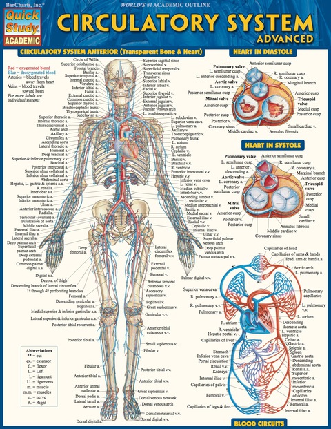 Circulatory System Advanced Quick Study Academic 1st Edition Vincent Perez