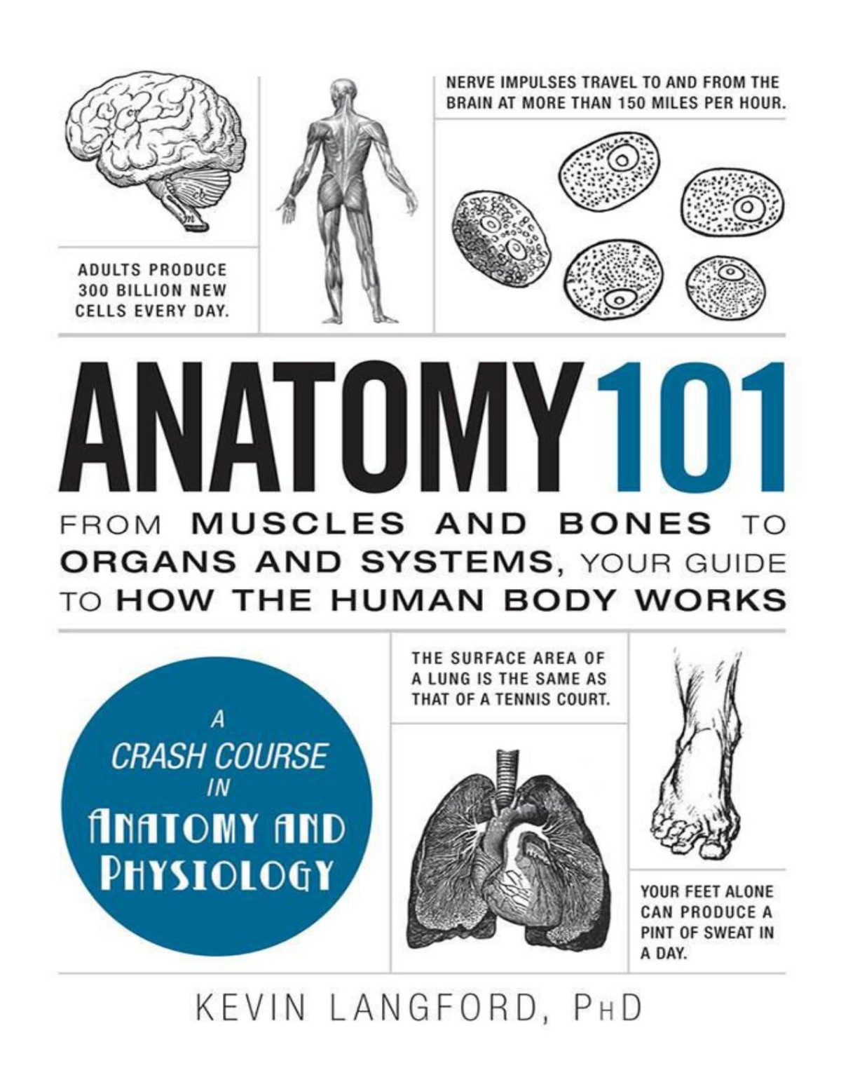 Anatomy 101 From Muscles And Bones To Organs And Systems Your Guide To How The Human Body Works Langford