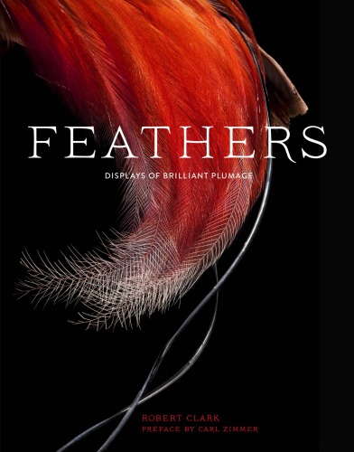 Feathers Displays Of Brilliant Plumage Robert Clark