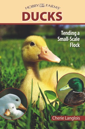 Ducks Tending A Smallscale Flock For Pleasure And Profit Cherie Langlois