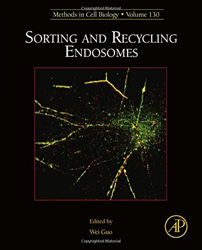 Sorting And Recycling Endosomes First Edition Guo Wei