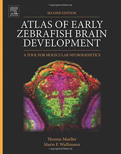 Atlas Of Early Zebrafish Brain Development Second Edition A Tool For Molecular Neurogenetics 2nd Edition Mueller