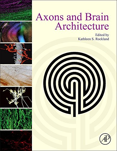 Axons And Brain Architecture 1st Edition Rockland Kathleen Linda Skiba