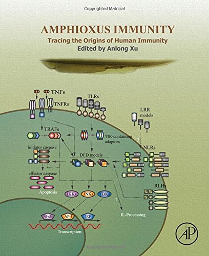 Amphioxus Immunity Tracing The Origins Of Human Immunity 1st Edition Xu