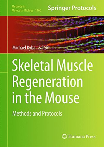 Skeletal Muscle Regeneration In The Mouse Methods And Protocols Michael Kyba