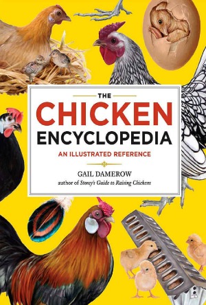 The Chicken Encyclopedia An Illustrated Reference Gail Damerow