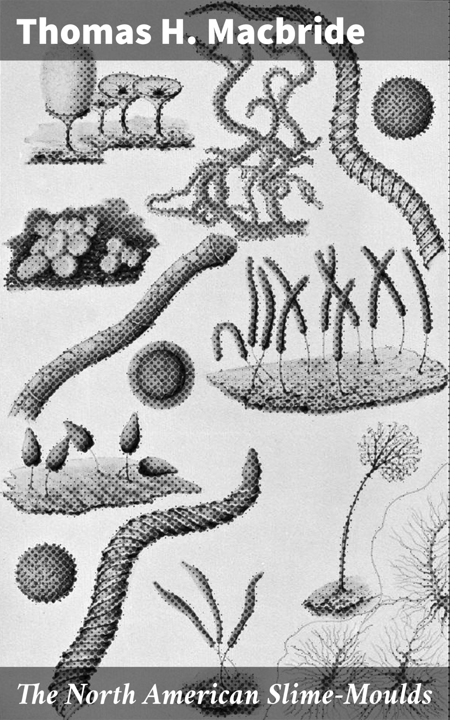 The North American Slimemoulds Thomas H Macbride