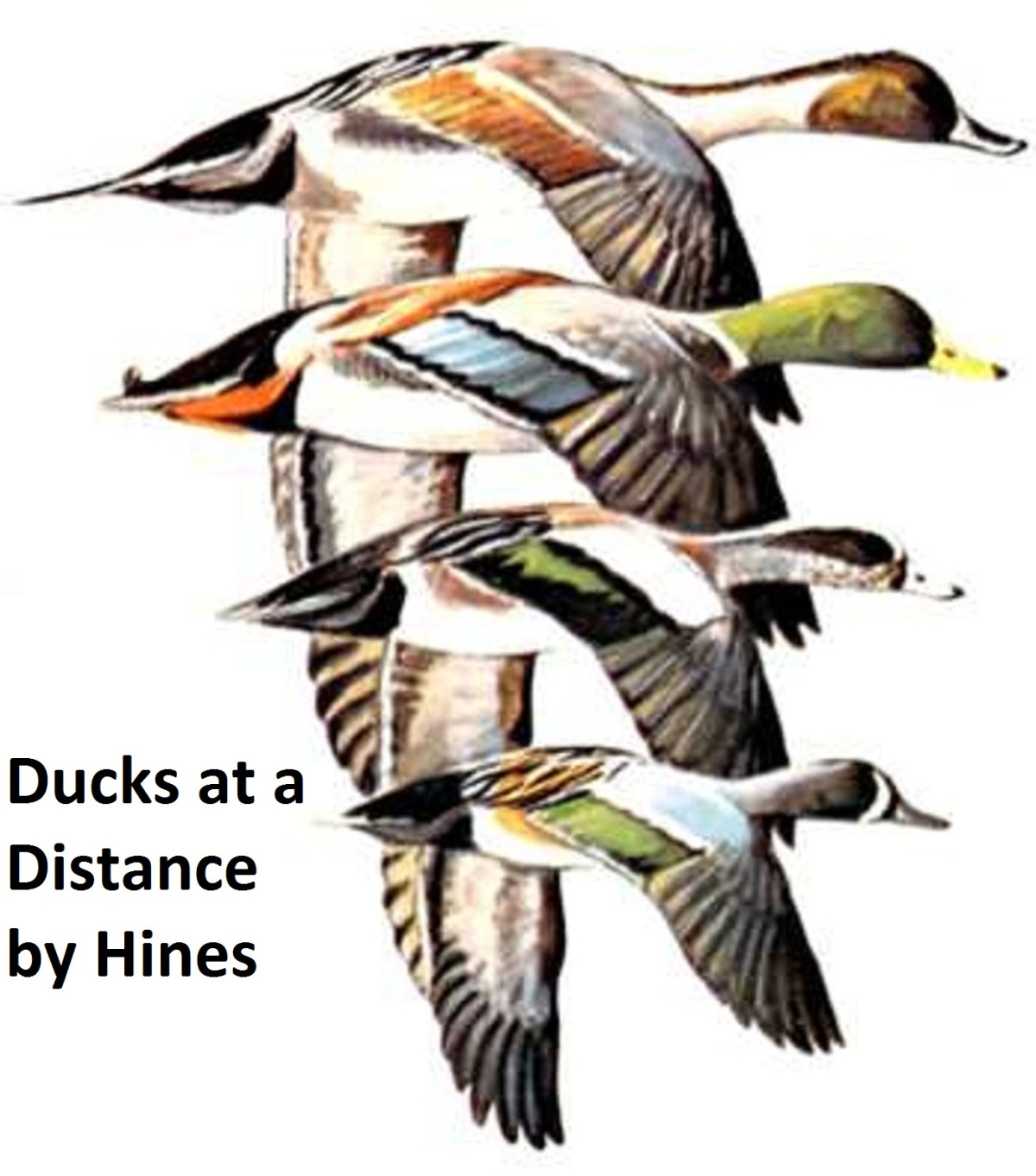 Ducks At A Distance A Waterfowl Identification Guide Robert W Hines