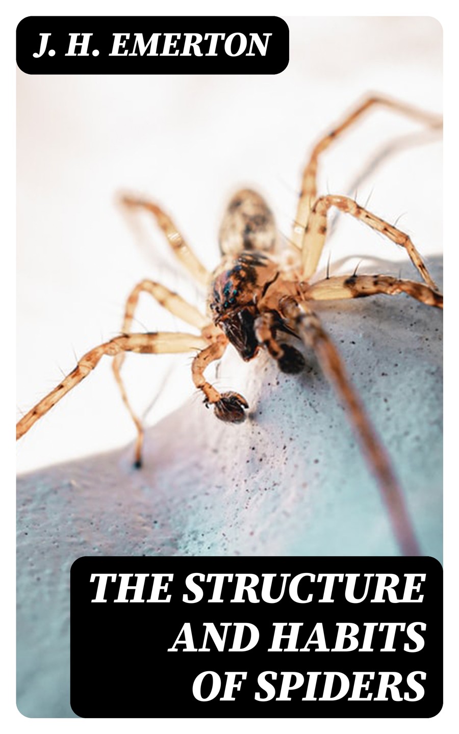 The Structure And Habits Of Spiders J H Emerton