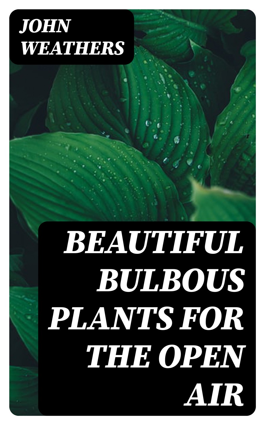 Beautiful Bulbous Plants For The Open Air John Weathers