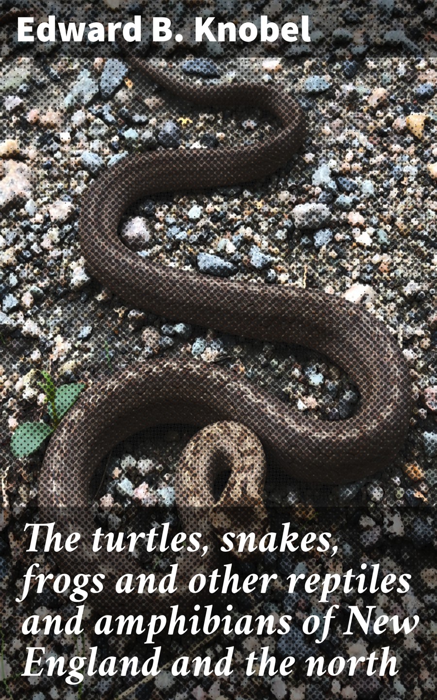 The Turtles Snakes Frogs And Other Reptiles And Amphibians Of New England And The North Edward B Knobel