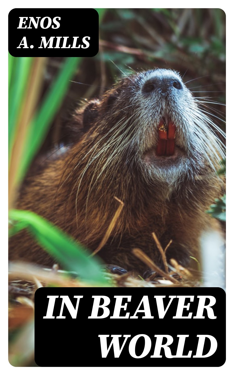 In Beaver World Enos A Mills
