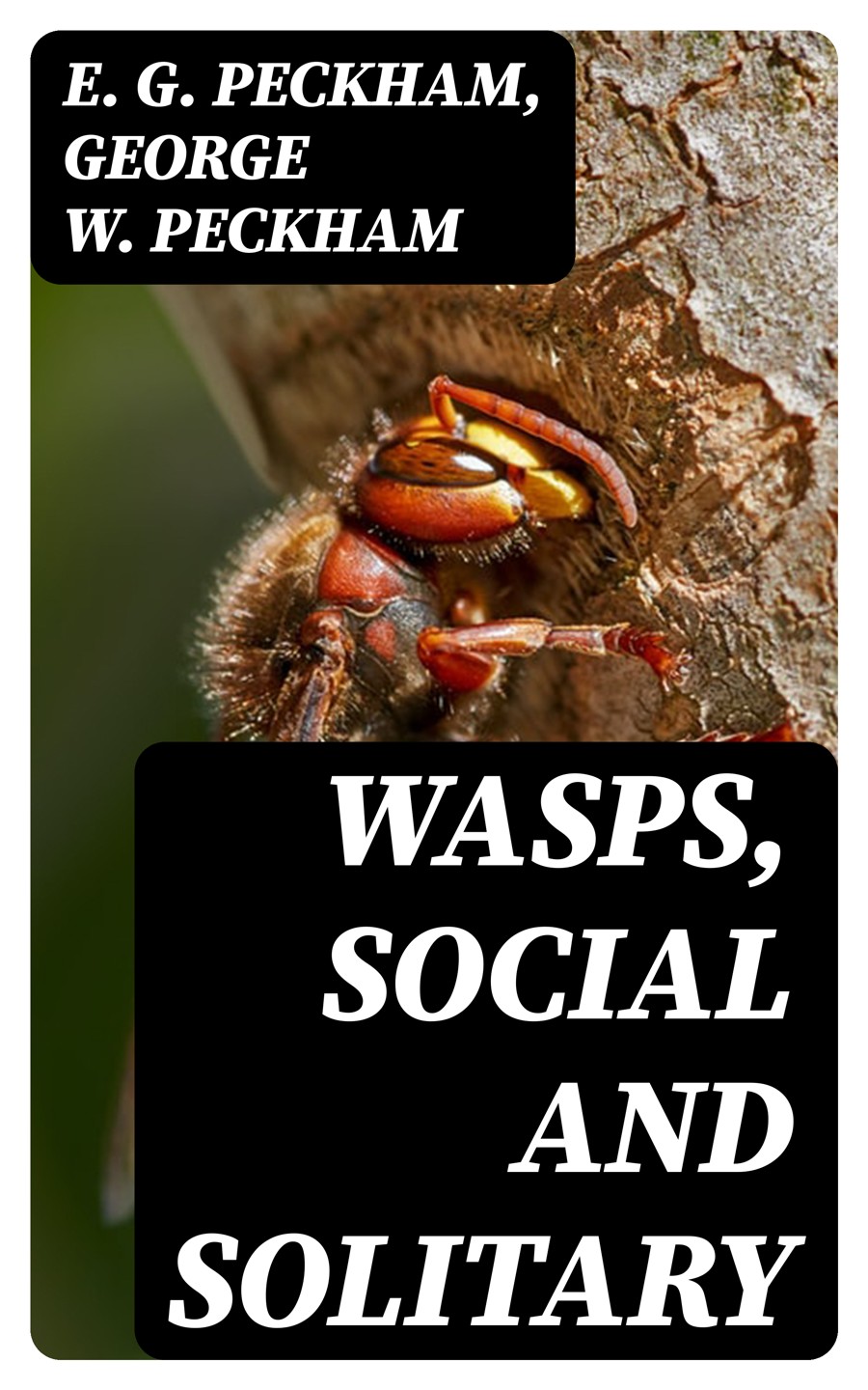 Wasps Social And Solitary E G Peckham George W Peckham