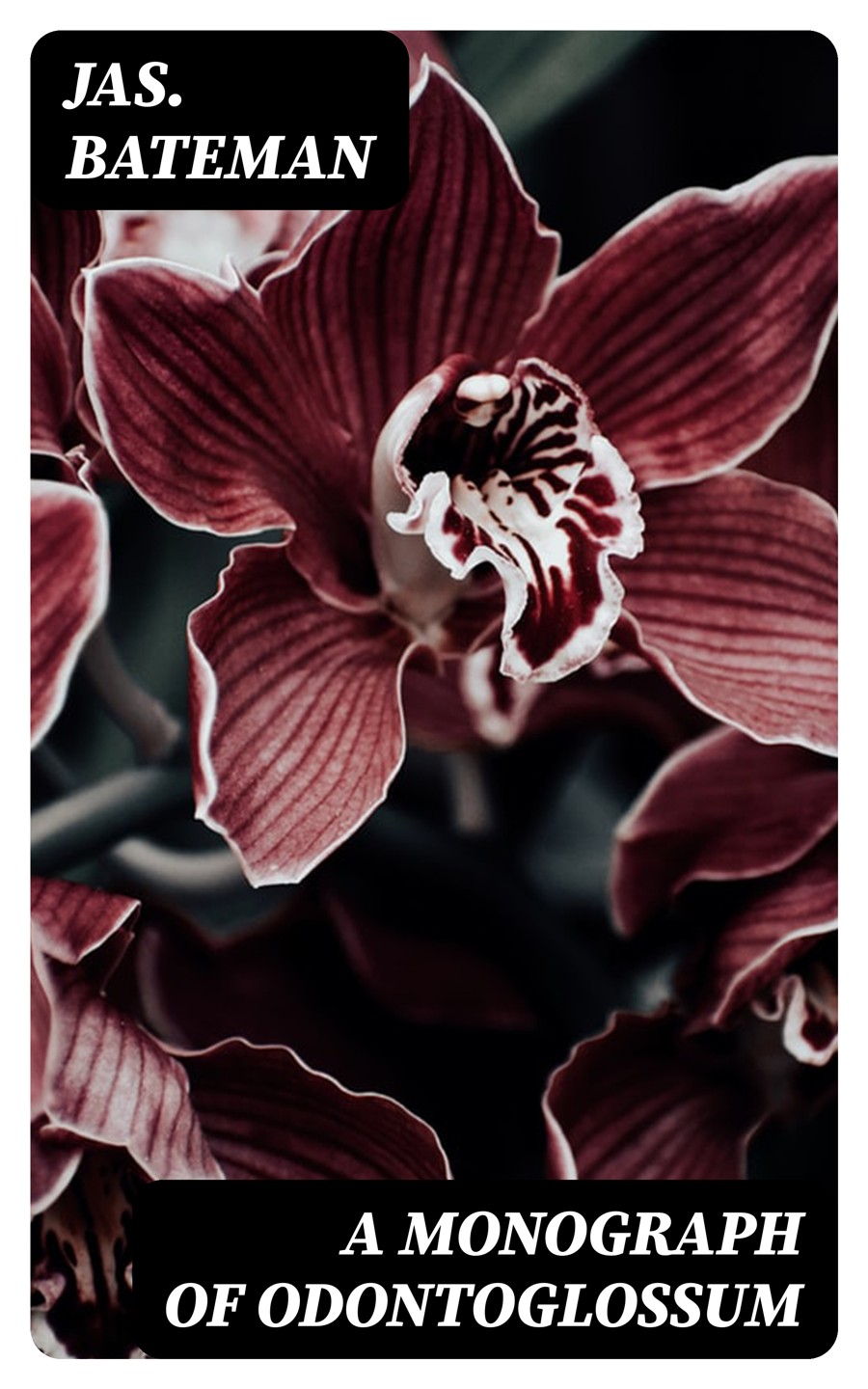 A Monograph Of Odontoglossum Jas Bateman