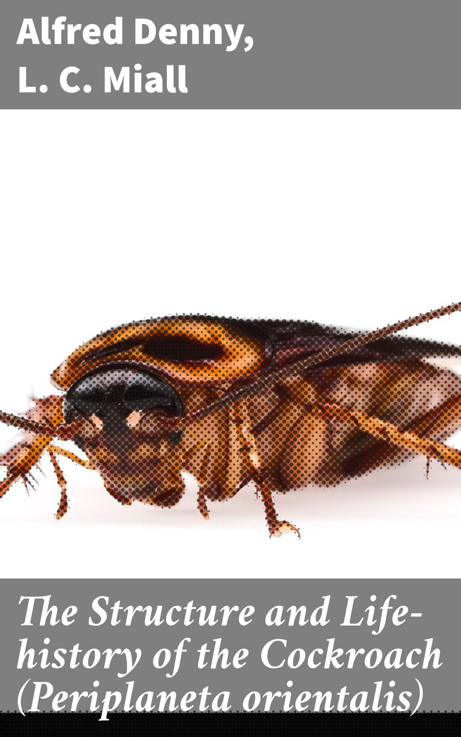 The Structure And Lifehistory Of The Cockroach Periplaneta Orientalis Alfred Denny L C Miall