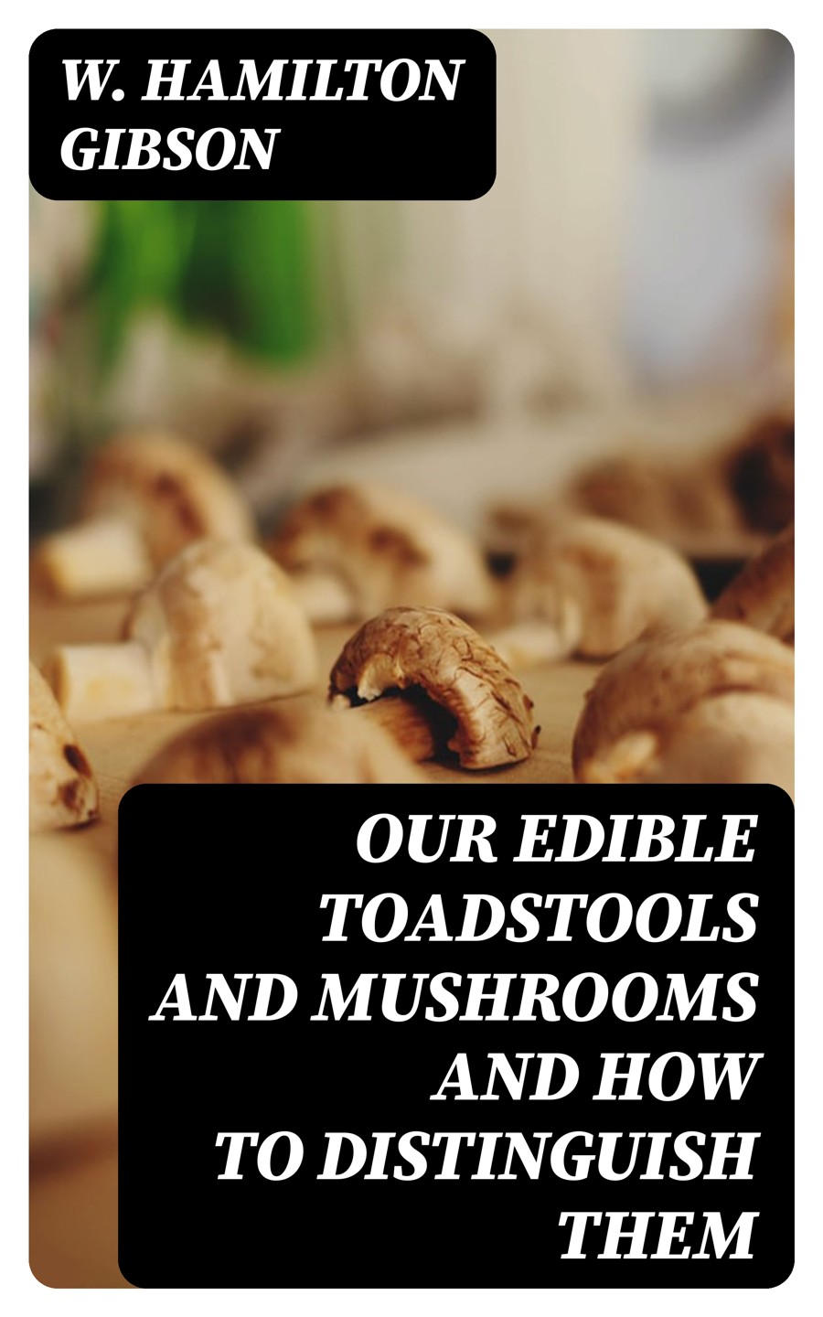 Our Edible Toadstools And Mushrooms And How To Distinguish Them W Hamilton Gibson