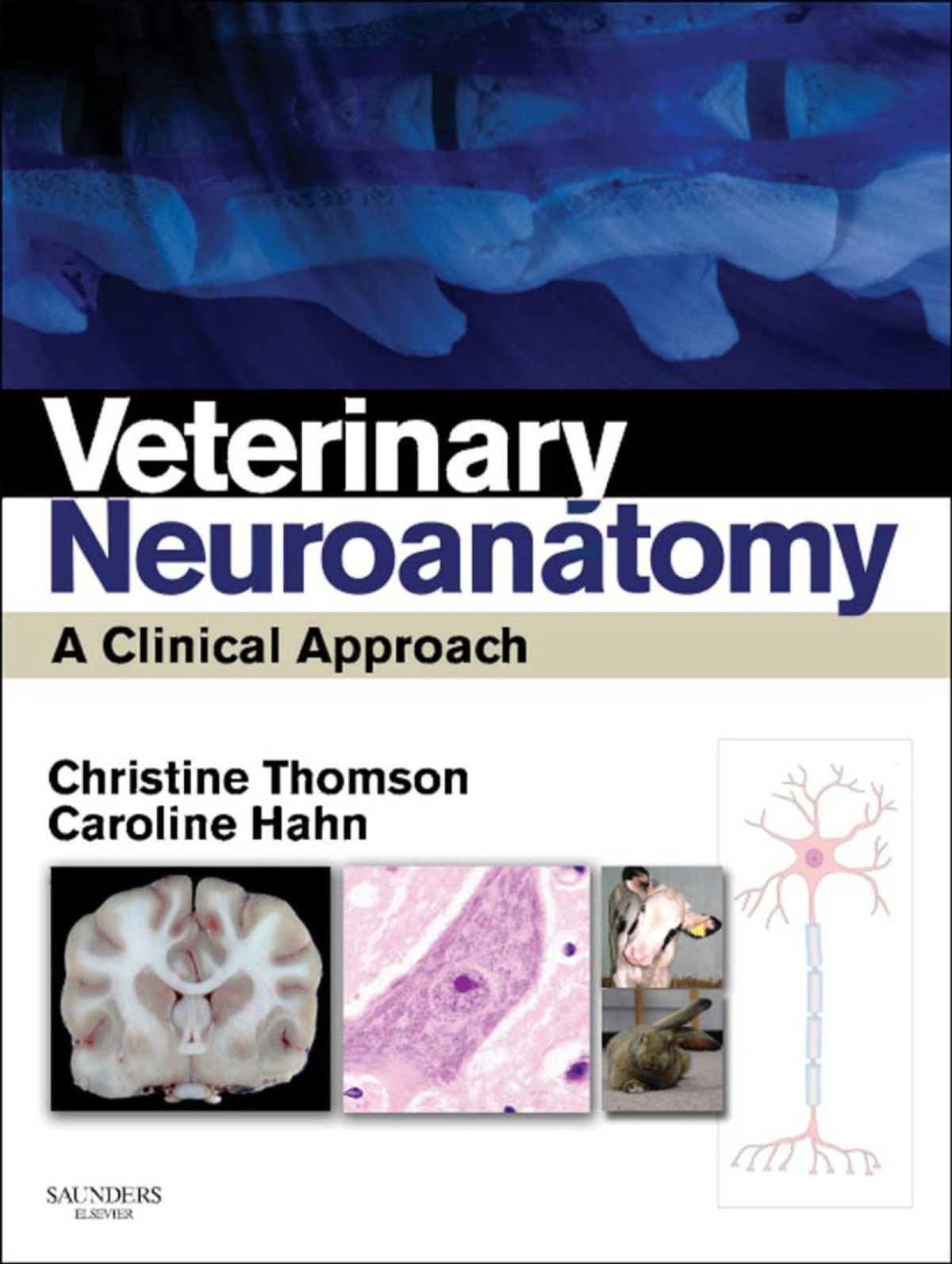 Veterinary Neuroanatomy A Clinical Approach Christine Thomson Bvschons Phd Dipacvimneurol Dipecvn Caroline Hahn Bs Dvm Msc Phd Dipdceim Dipecvn Mrcvs