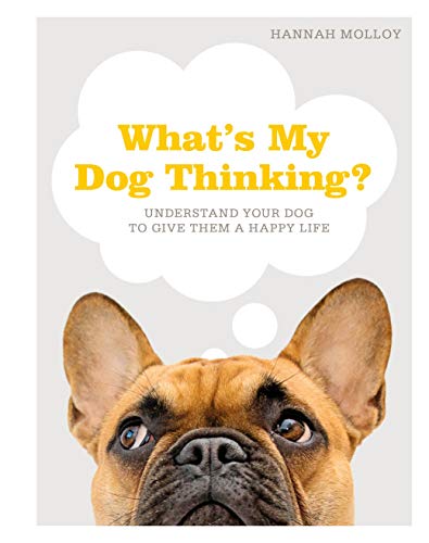 Whats My Dog Thinking Understand Your Dog To Give Them A Happy Life Molloy