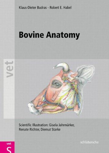 Bovine Anatomy An Illustrated Text 1st Edition Budras Klaus Dieter