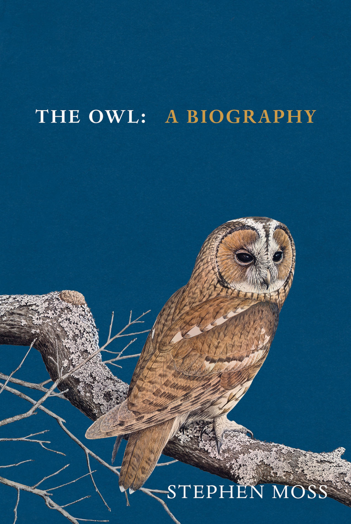 The Owl Stephen Moss