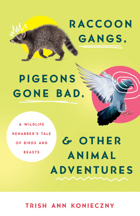 Raccoon Gangs Pigeons Gone Bad And Other Animal Adventures 1st Edition Trish Ann Konieczny
