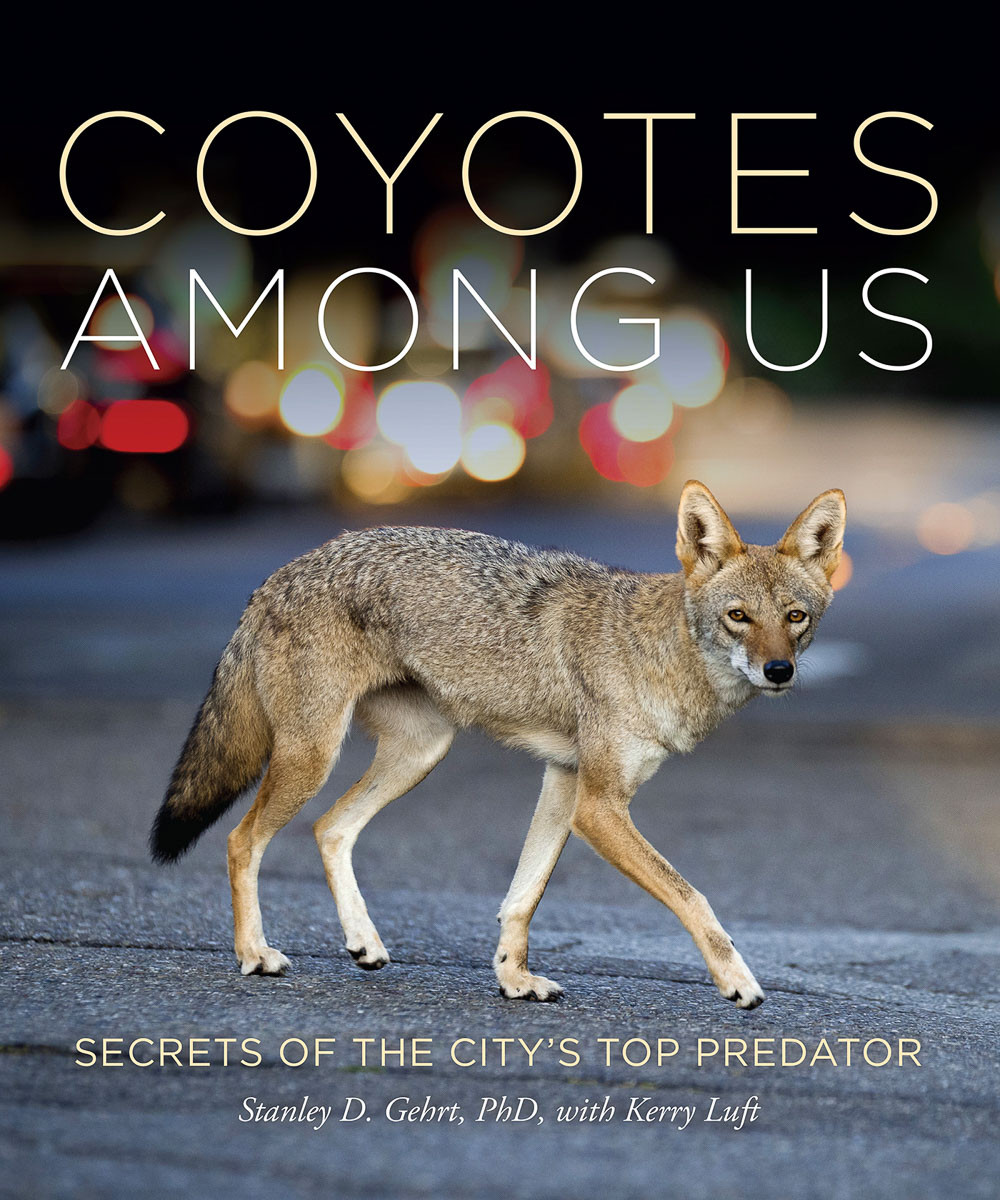 Coyotes Among Us Secrets Of The Citys Top Predator Stanley D Gehrt Phd
