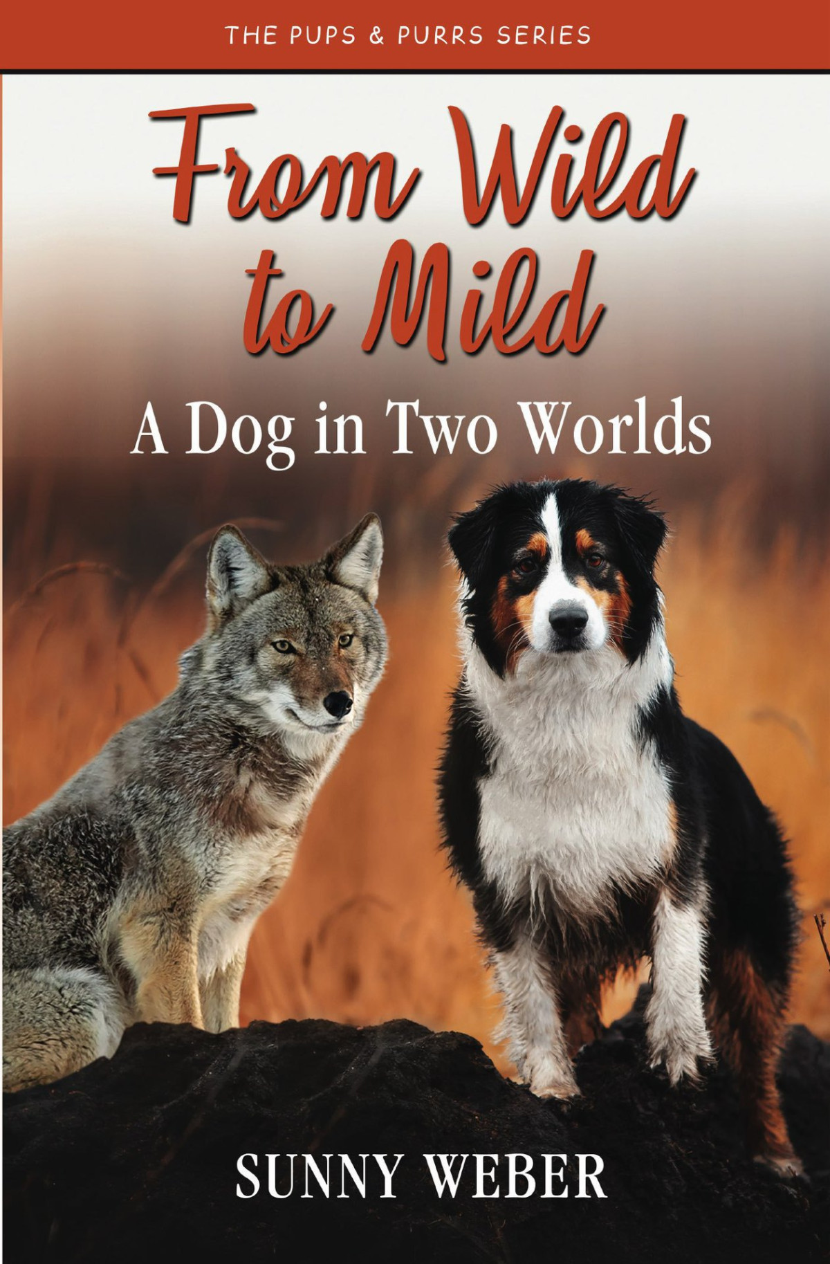 From Wild To Mild A Dog In Two Worlds The Pups Purrs Humane Education Series Sunny Weber