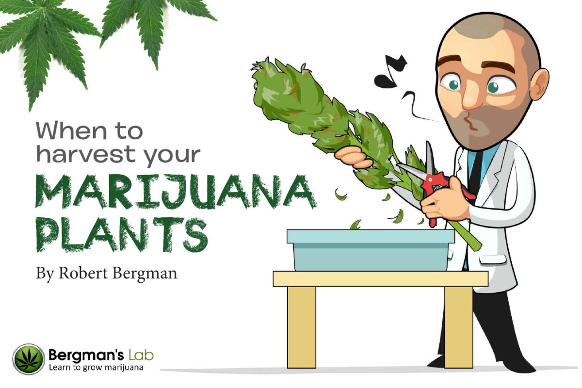 When To Harvest Your Marijuana Plants 1st Edition Robert Bergman