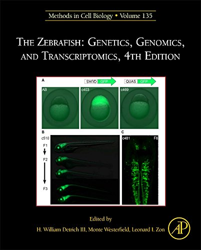 The Zebrafish Genetics Genomics And Transcriptomics 4th Edition H William Detrich